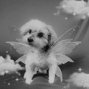 Meet your Posher, Shea